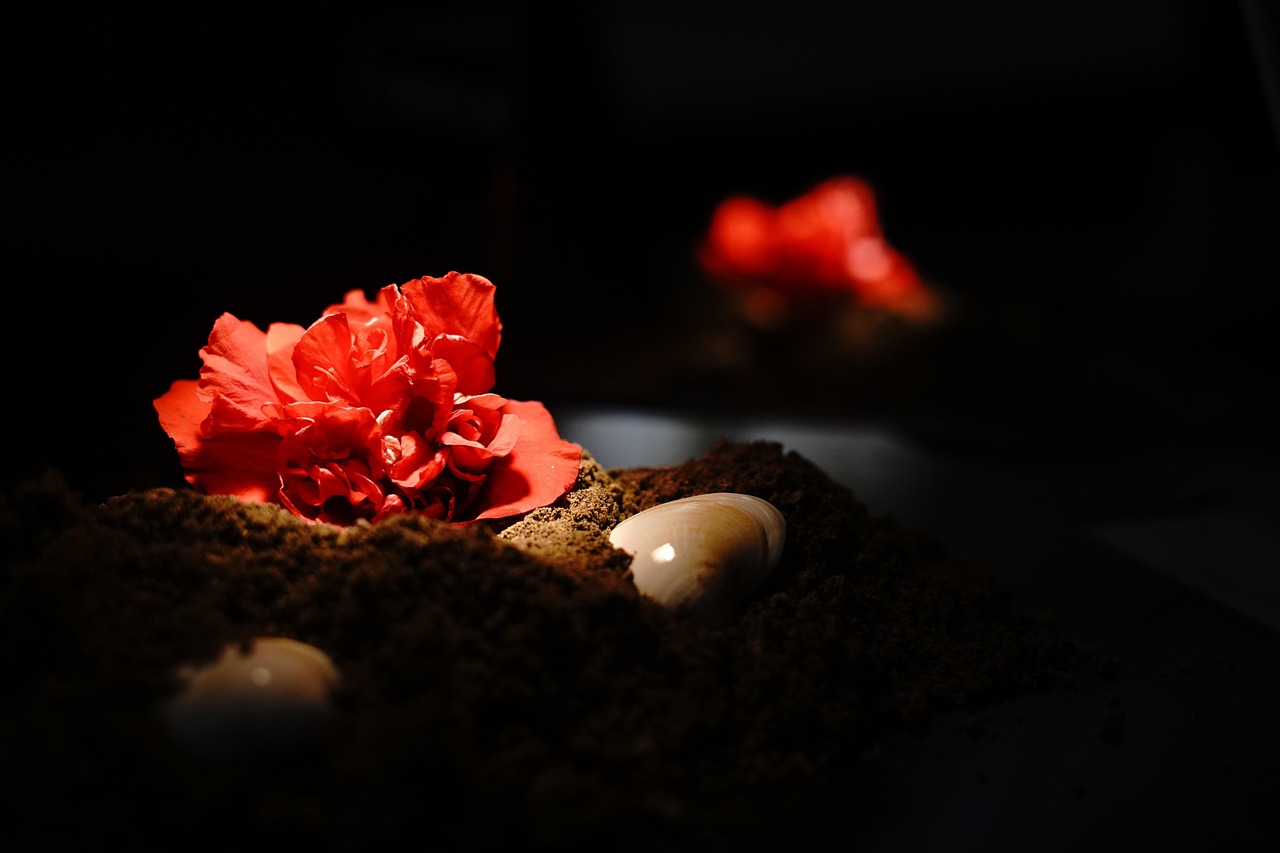 Luz Flor Conchas Marinas - Foto gratis en Pixabay - Pixabay