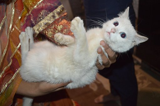 Free Cat Animal photo and picture