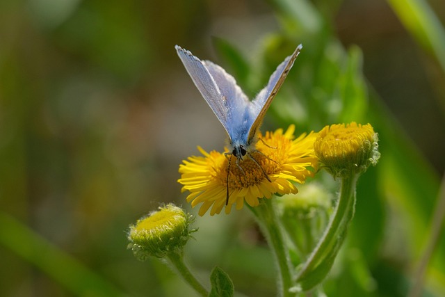 Gemeiner Blauer Schmetterling
