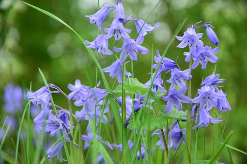 Free Flowers Bloom photo and picture