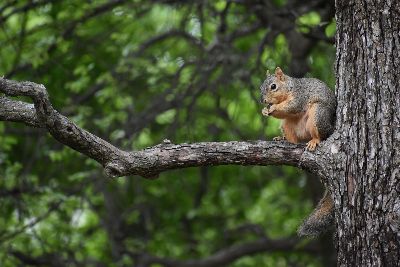 Squirrel Rodent Animal Free photo on Pixabay Pixabay