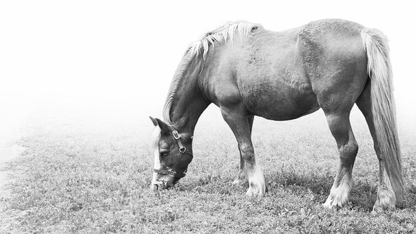 Pferd, Pferde, Mähne, Tier, Weiden