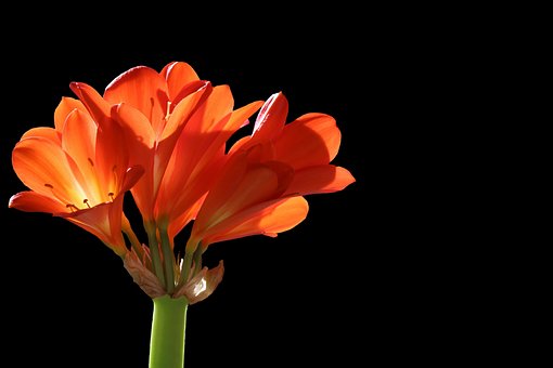 Free Flowers Bush Lily photo and picture