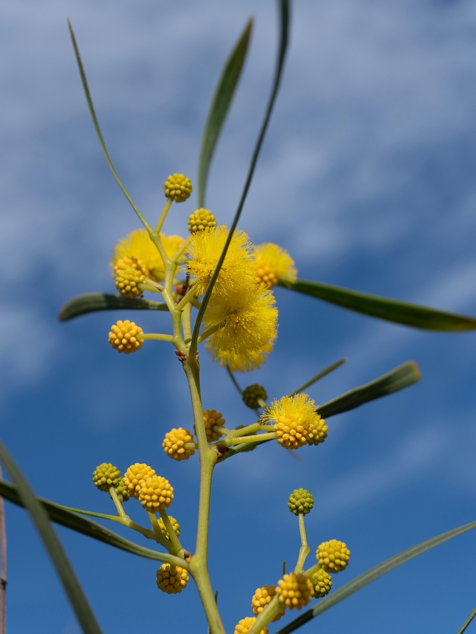 Flowers Plant Flora Free photo on Pixabay Pixabay