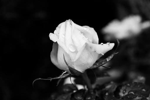 Free Flower Rose photo and picture