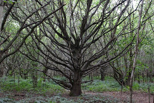 Alene, Træ, Gammel, Grene, Natur, Skov