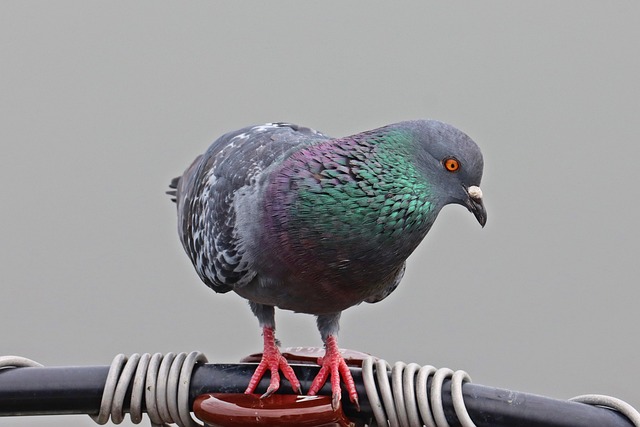 Duif, Vogel, Dier, Natuur, Ornithologie
