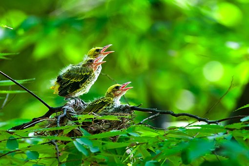 Pássaros, Novo, Meio Ambiente, Natureza