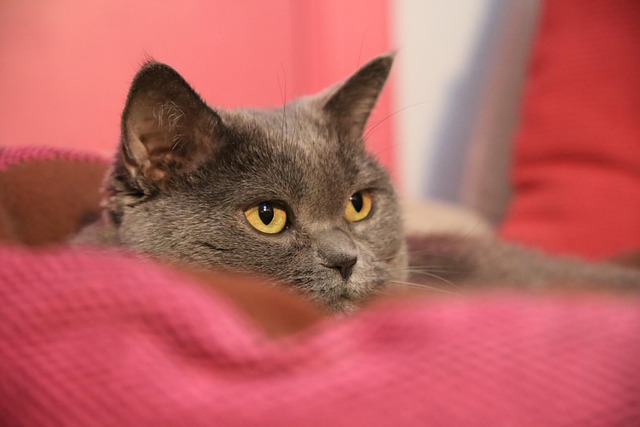 Kat, Feline, Kitty, Skønhed, Øjne, Dyr