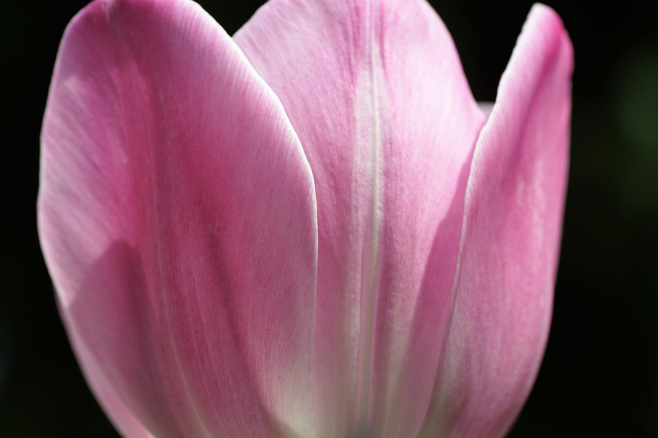 Tulip Bloom Pink Free photo on Pixabay Pixabay