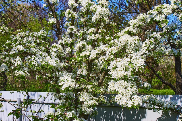 Free Tree Spring photo and picture