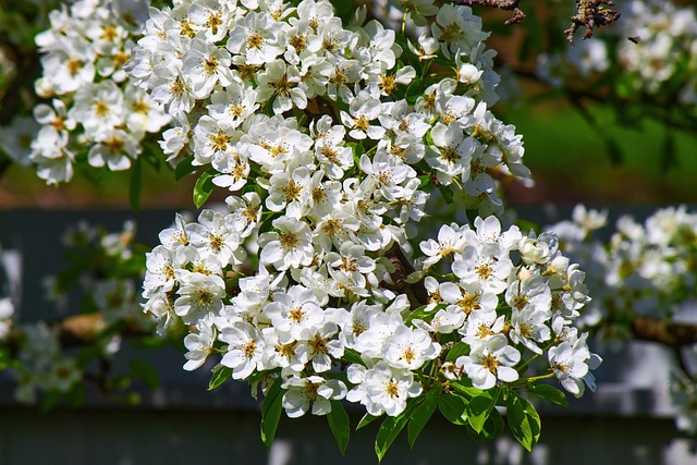 Free Spring Flowers photo and picture