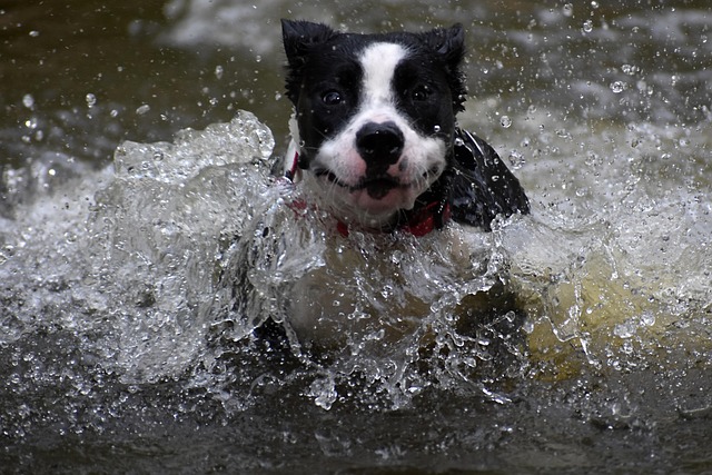 Hond, Huisdier, Dier, Huishond, Hoektand
