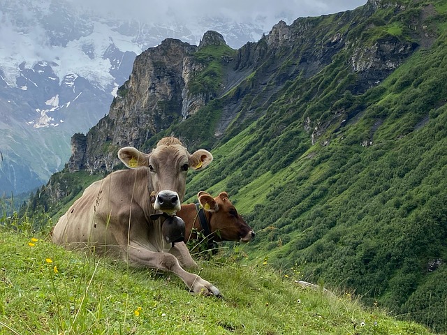 Koeien, Alpen, Bergen, Natuur, Landschap