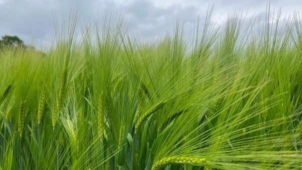 Free Grain Agriculture photo and picture