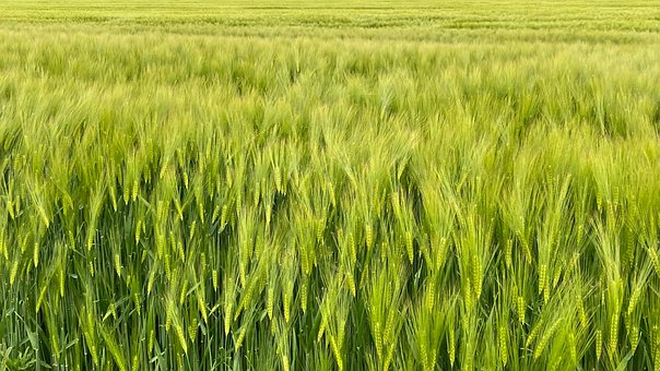 Free Grain Agriculture photo and picture