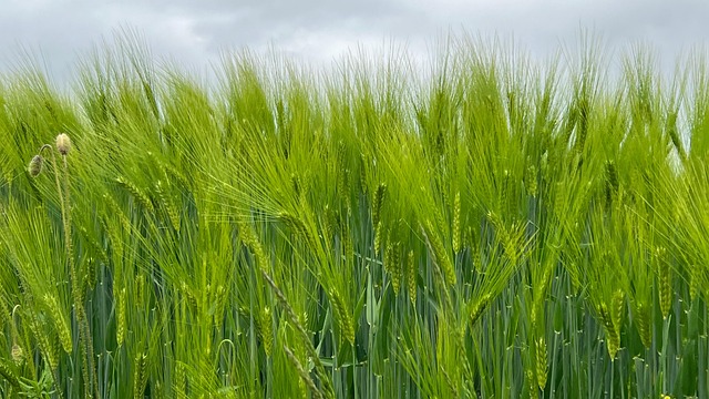 Free Grain Agriculture photo and picture