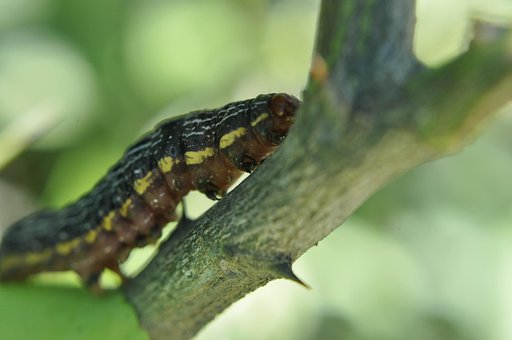 Larve, Insekt, Natur, Transformasjon