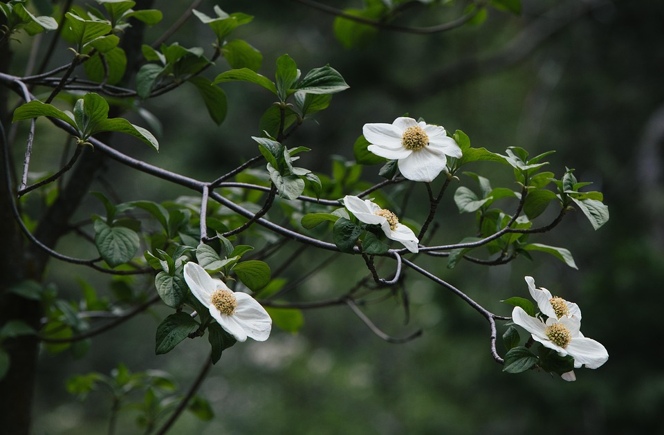 萸 花朵 枝杈 - Pixabay上的免费照片 - Pixabay