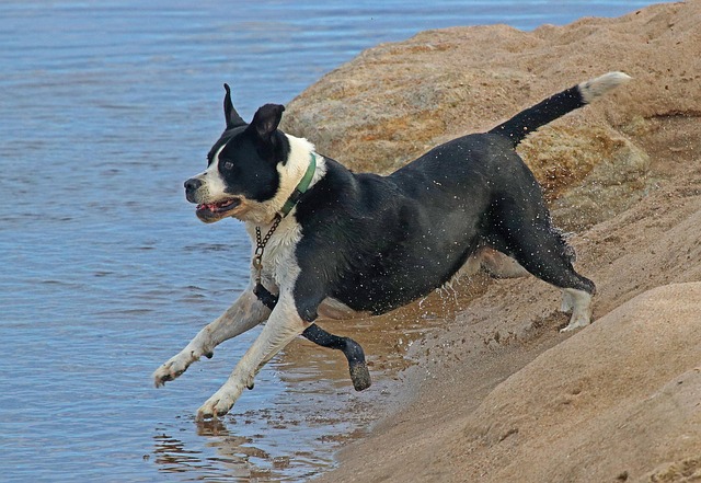 Free Dog Chase photo and picture