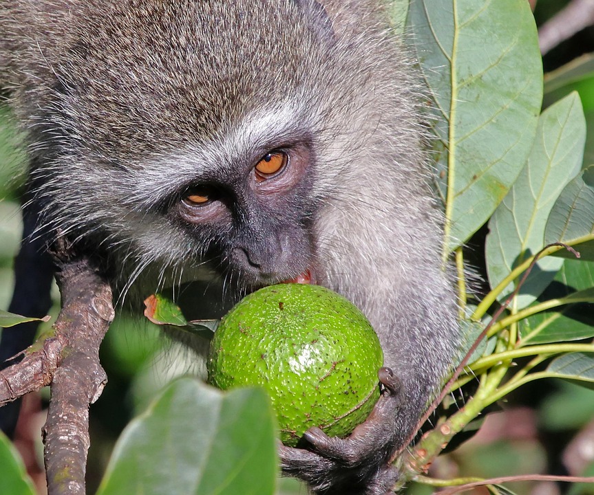Monkey Fruit Tree Free photo on Pixabay Pixabay
