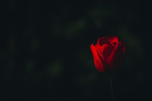 Tulipan, Rød Tulipan, Rød Blomst, Natur