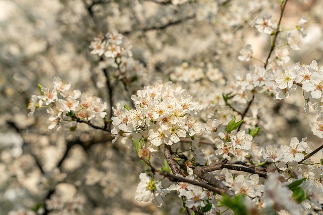 Bloemen, Bloemblaadjes, Boom, Branch