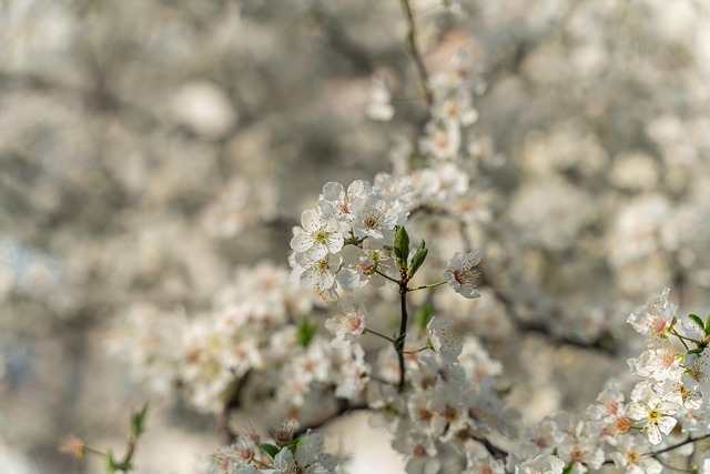 Bloemen, Boom, Branch, Bloemblaadjes