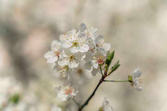 Bloemen, Branch, Boom, Bloemblaadjes