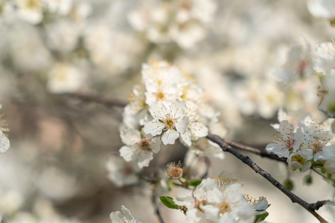 Flowers Tree Branch Free photo on Pixabay Pixabay