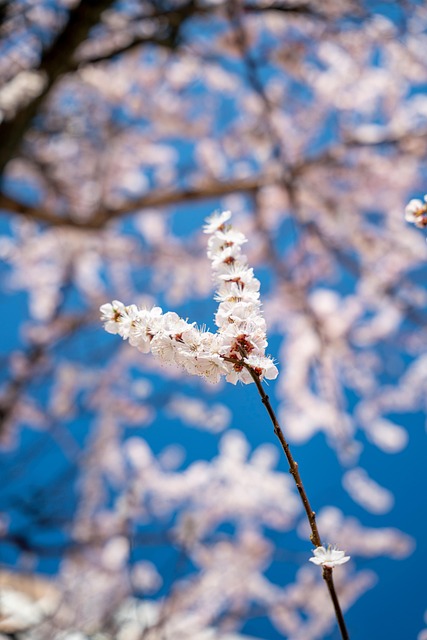 Bloemen, Boom, Branch, Bloemblaadjes