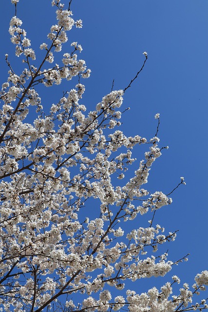 Landskab, Natur, Kirsebærtræ, Blomst