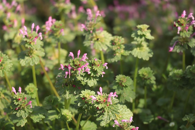Natur, Plant, Rød Deadnetle, Blomst