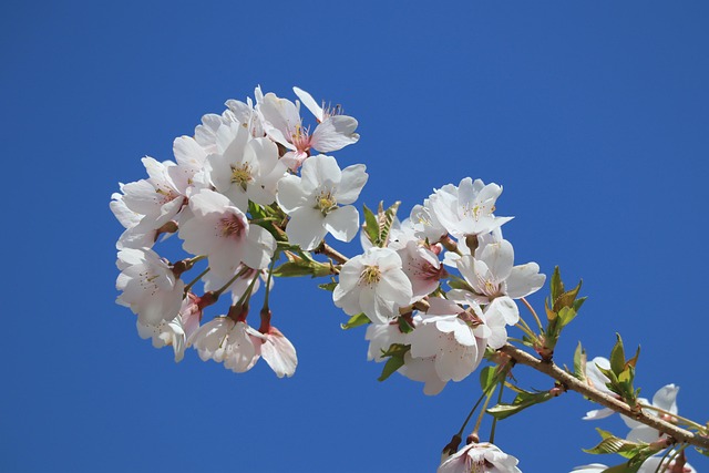Plant, Kirsebærtræ, Blomst, Branch