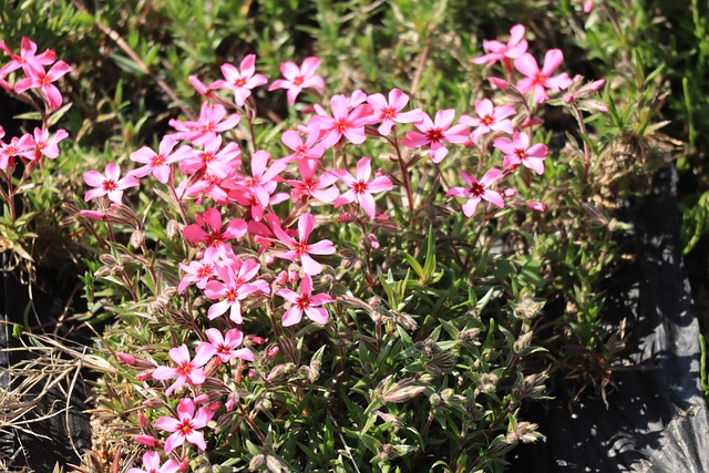 Plant, Blomst, Natur, Forår