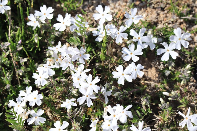 Plant, Blomst, Natur, Mosflox