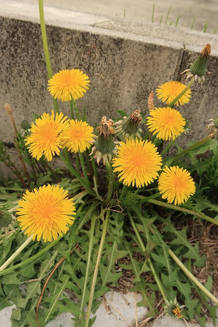 Natur, Plant, Blomst, Mælkebøtte