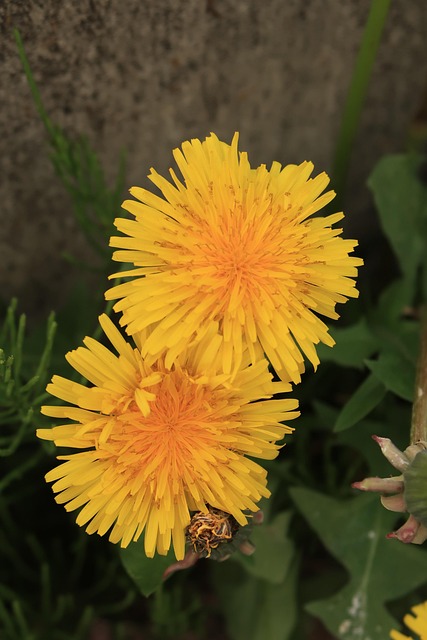 Natur, Plant, Mælkebøtte, Blomst