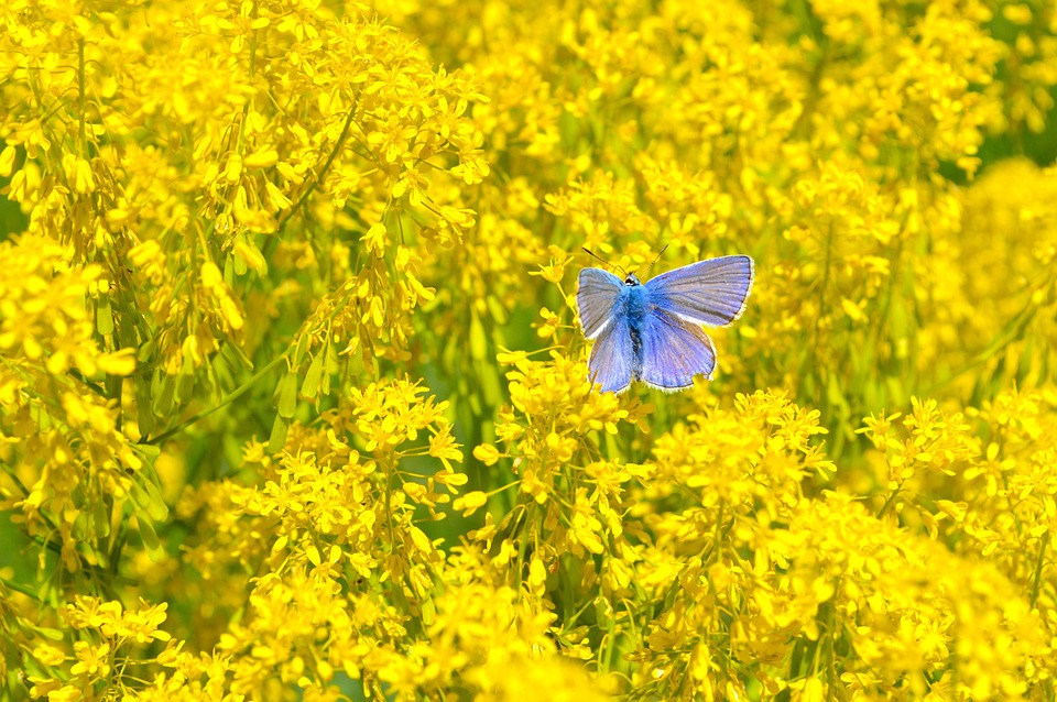 Feild Insect Butterfly Field Insect - Free photo on Pixabay - Pixabay