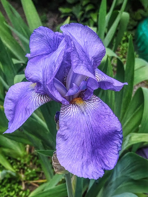 Free Flowers Spring photo and picture