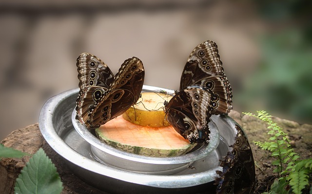 Free Insect Butterfly photo and picture