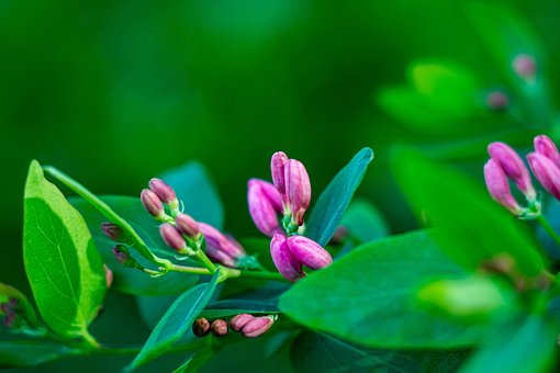 Kamperfoelie, Tuin, Plant, Bloemen