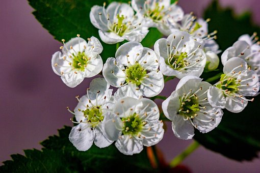 Meidoorn, Rozenfamilie, Struik, Bloemen