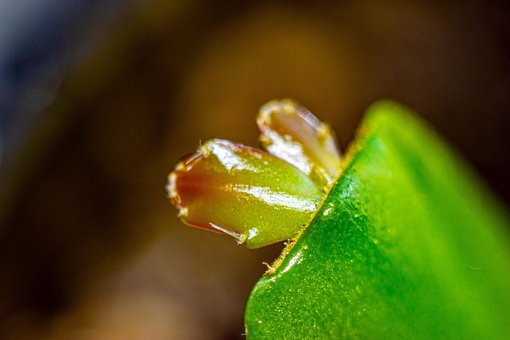 Schlumbergera, Epifytisch, Cactussen