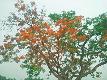 Free Flame Tree Caesalpinia Pulcherrima photo and picture