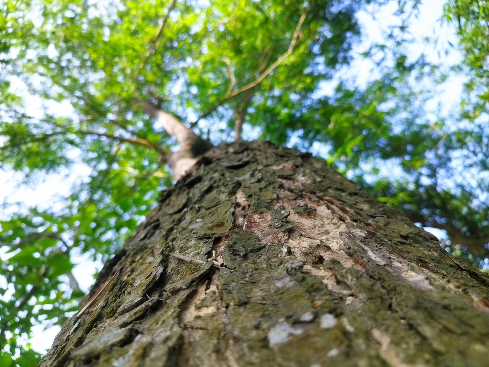 Tree Bangladesh Bd Bangladeshi - Free photo on Pixabay - Pixabay