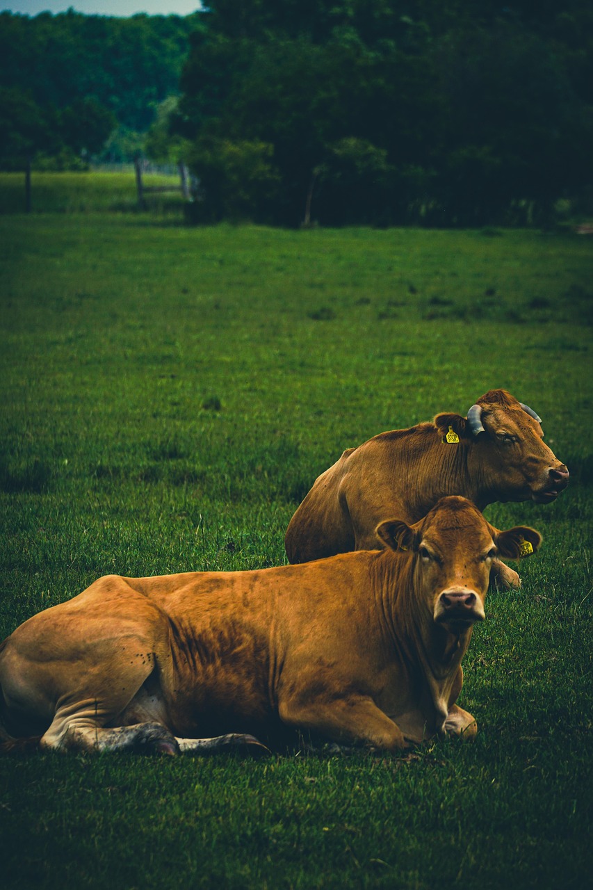 bovins-vache-boeuf-limousin-photo-gratuite-sur-pixabay-pixabay