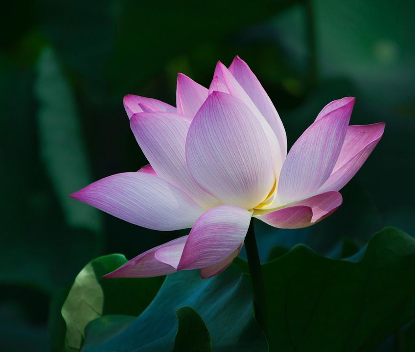 Flower Lotus Blooming Pink - Free photo on Pixabay - Pixabay