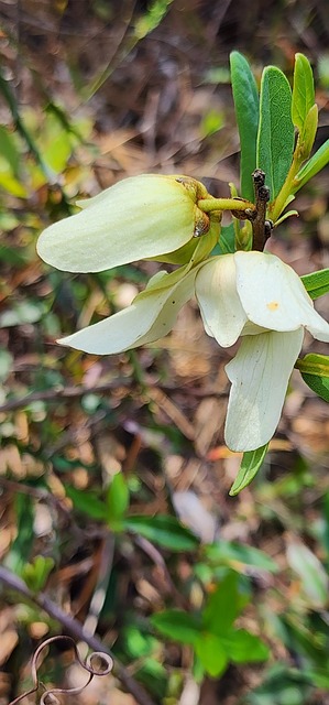 Free Paw Paw Plant photo and picture