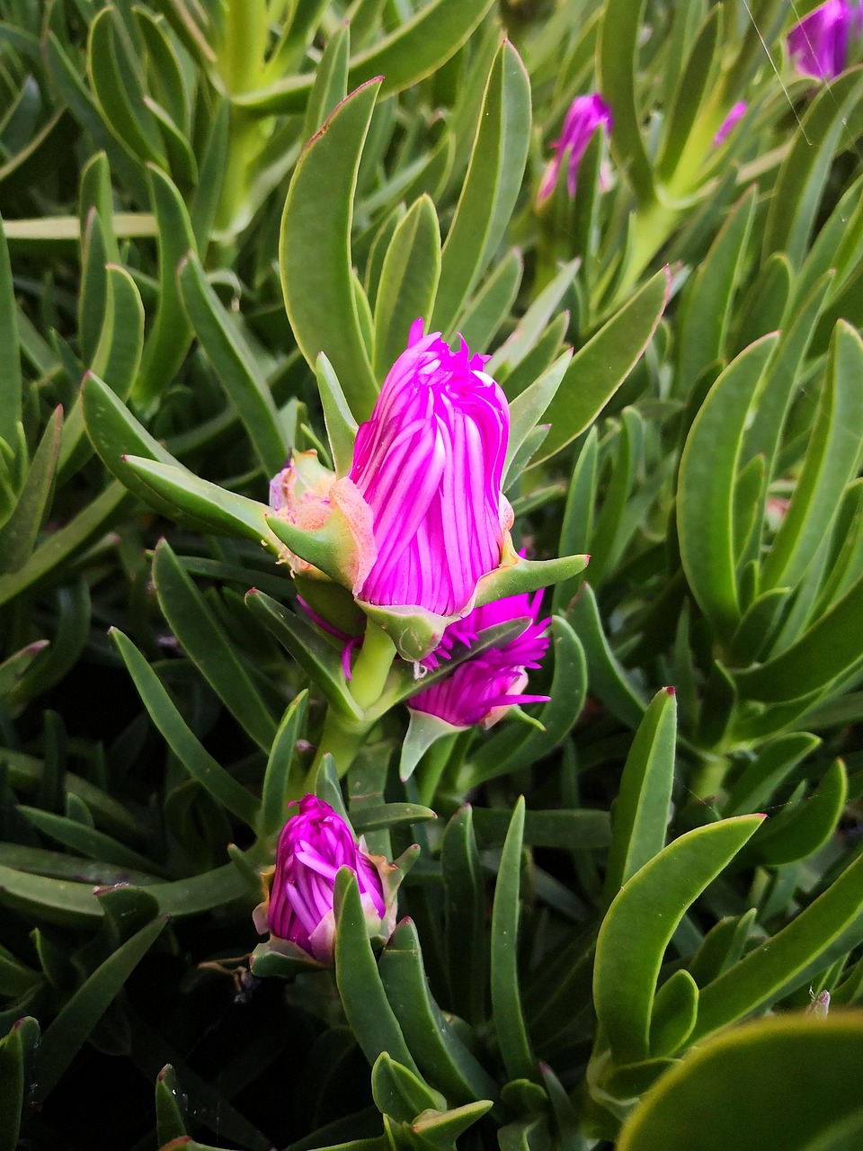 Blumen Exotik Natur - Kostenloses Foto auf Pixabay - Pixabay Blumen Exotik Natur - Kostenloses Foto auf Pixabay - Pixabay